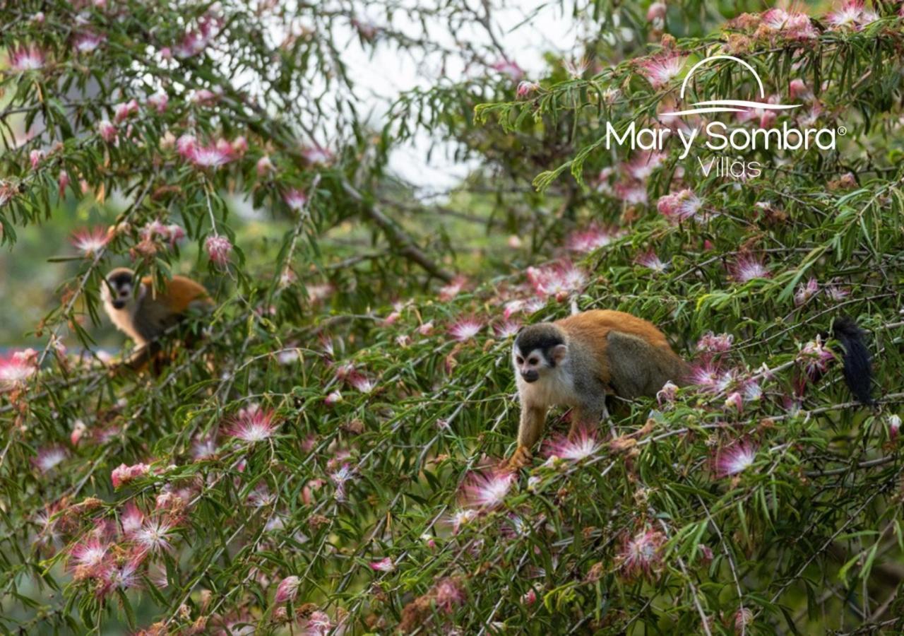 קפוס Mar Y Sombra Villas מראה חיצוני תמונה